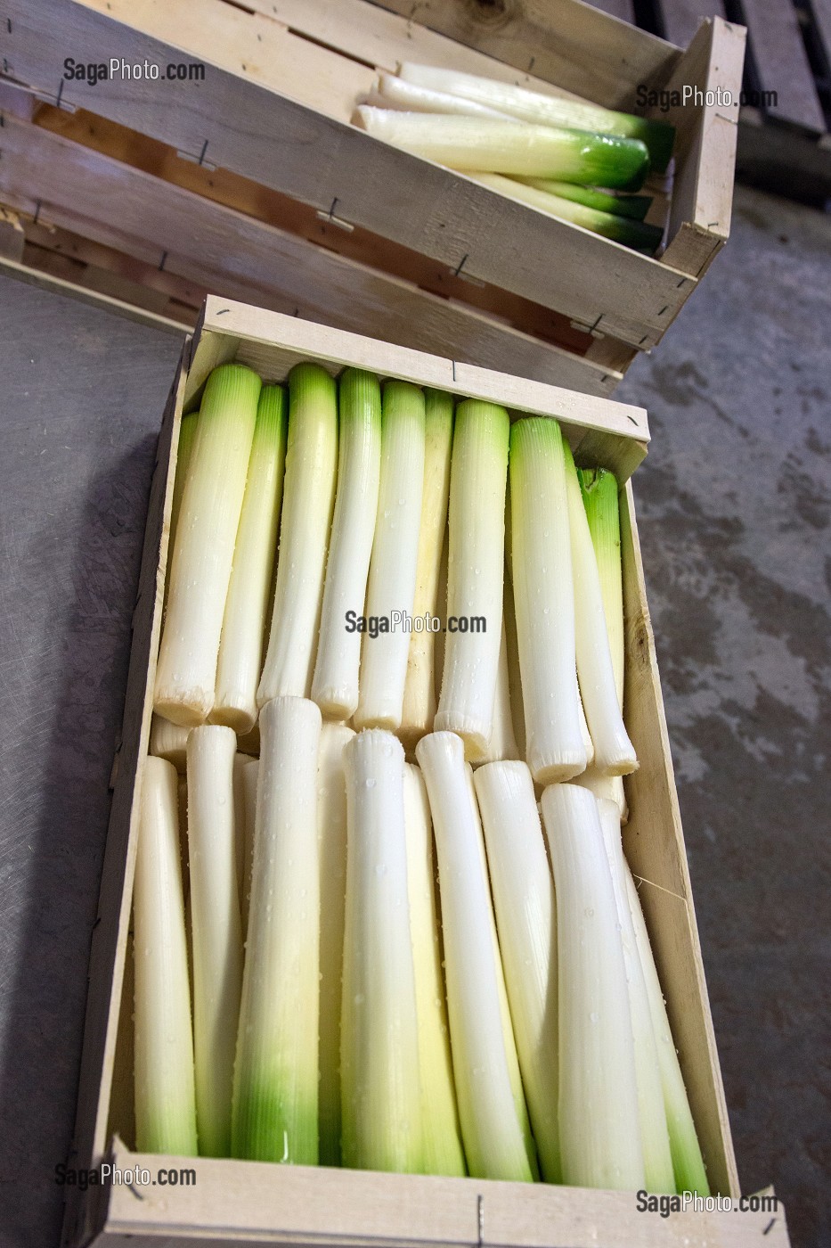 CAISSE DE POIREAUX CONDITIONNES APRES LAVAGE, (41) LOIR-ET-CHER, FRANCE 