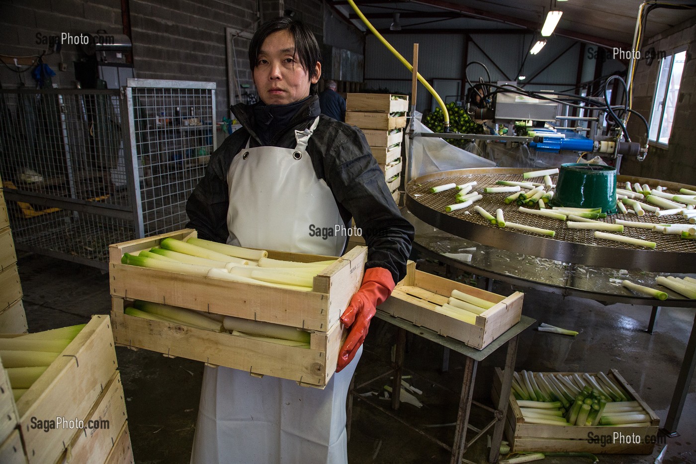 MAIN D’OEUVRE ETRANGERE ASIATIQUE POUR LE LAVAGE ET LE CONDITIONNEMENT DES POIREAUX, (41) LOIR-ET-CHER, FRANCE 