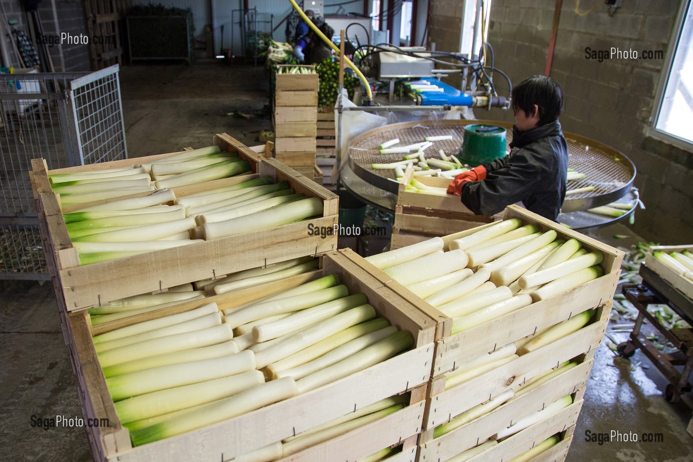 MAIN D’OEUVRE ETRANGERE ASIATIQUE POUR LE LAVAGE ET LE CONDITIONNEMENT DES POIREAUX, (41) LOIR-ET-CHER, FRANCE 