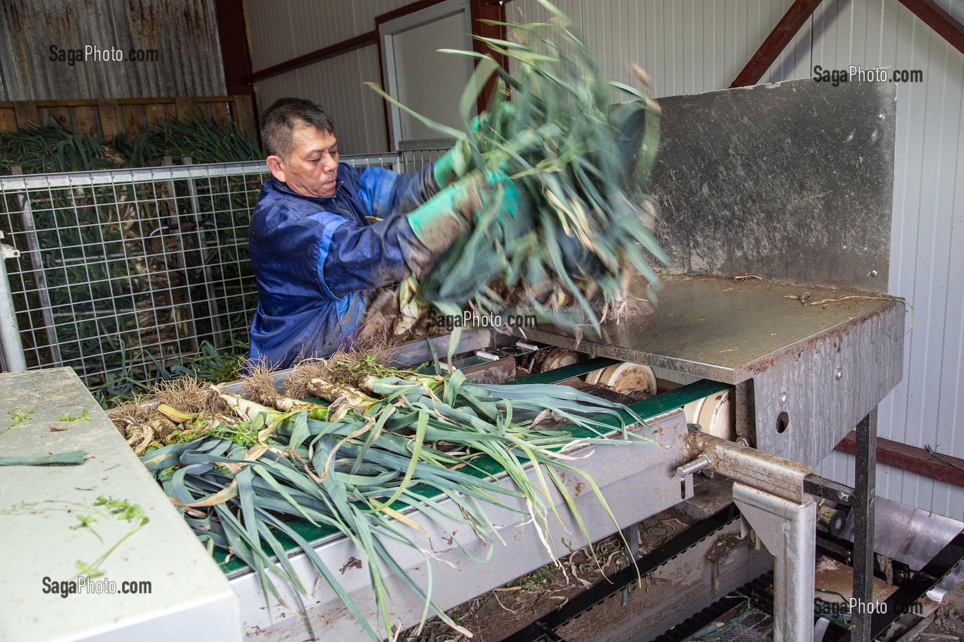 MAIN D’OEUVRE ETRANGERE ASIATIQUE POUR LE LAVAGE ET LE CONDITIONNEMENT DES POIREAUX, (41) LOIR-ET-CHER, FRANCE 