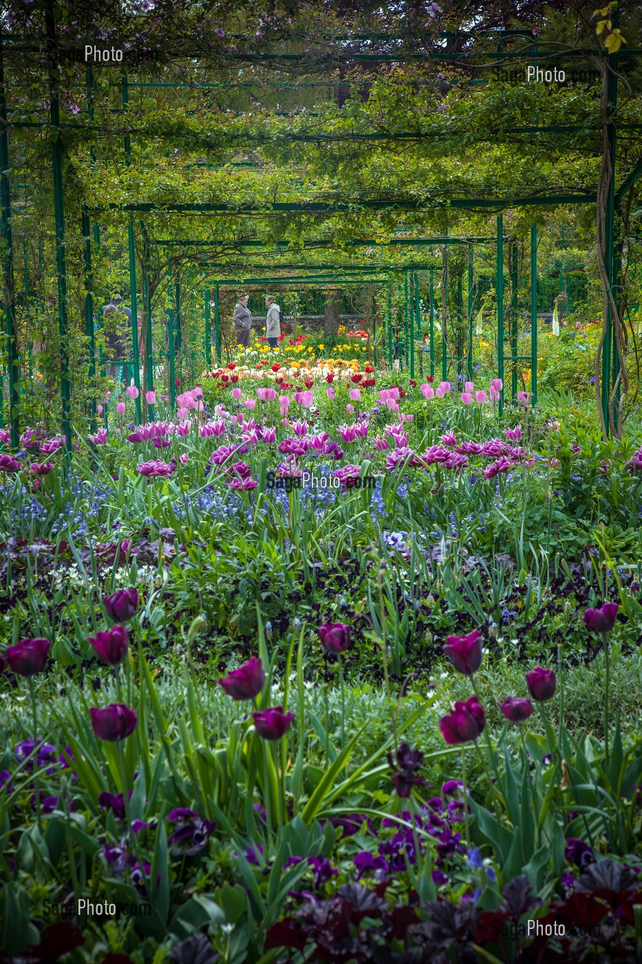 JARDIN DU CLOS NORMAND DE LA MAISON DU PEINTRE IMPRESSIONNISTE CLAUDE MONET, GIVERNY, EURE (27), NORMANDIE, FRANCE 