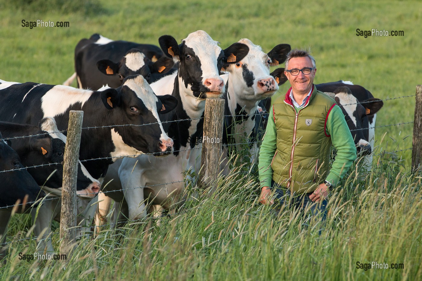 LAURENT CLEMENT AU 11, COURS GABRIEL, CHEF ETOILE DE LA CUISINE DU GRAND MONARQUE DEVANT UN TROUPEAU DE VACHES, CHARTRES, EURE-ET-LOIR, FRANCE 