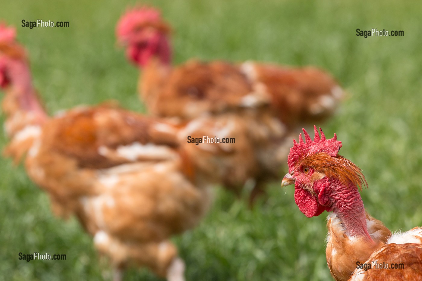 ELEVAGE DE POULETS EN PLEIN AIR DE DIDIER GRANDVILLAIN, PRODUITS DE TERROIR DE TERRES D'EURE-ET-LOIR, ORGERES-EN-BEAUCE (28), FRANCE 