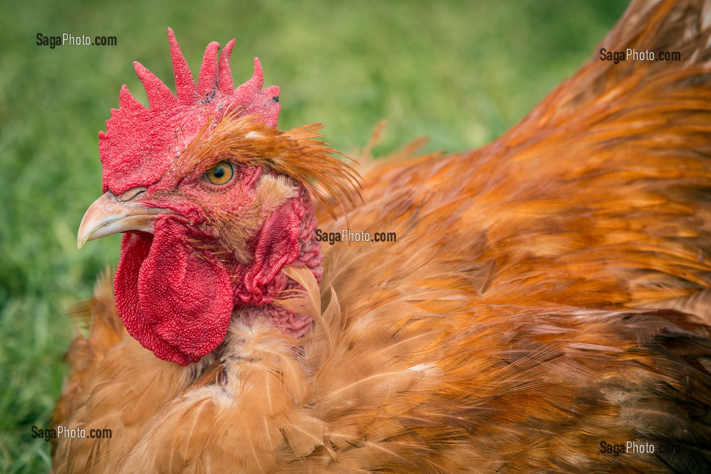 ELEVAGE DE POULETS EN PLEIN AIR DE DIDIER GRANDVILLAIN, PRODUITS DE TERROIR DE TERRES D'EURE-ET-LOIR, ORGERES-EN-BEAUCE (28), FRANCE 