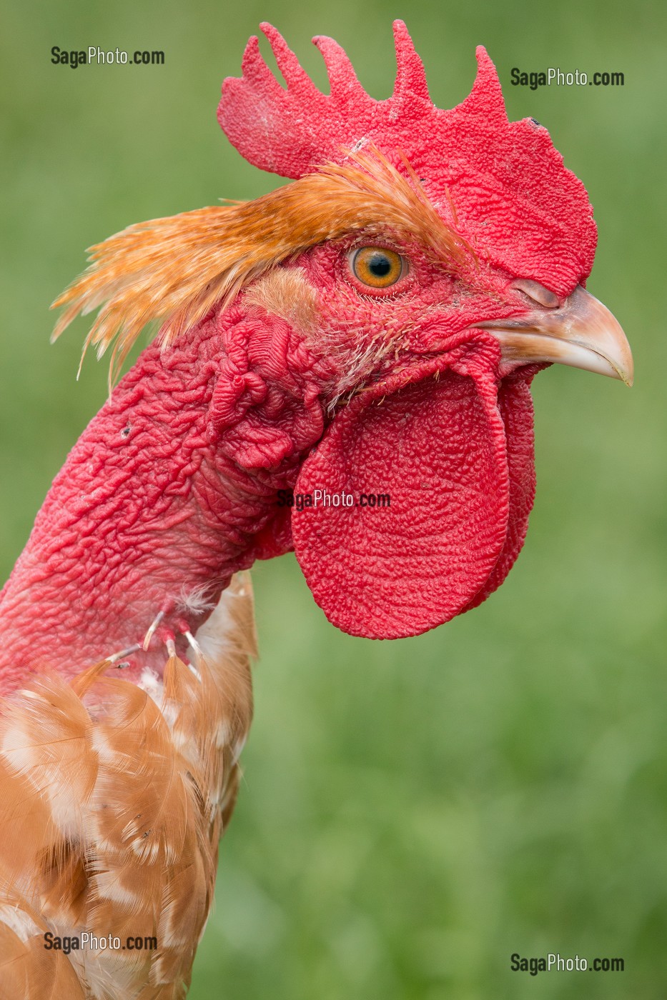 ELEVAGE DE POULETS EN PLEIN AIR DE DIDIER GRANDVILLAIN, PRODUITS DE TERROIR DE TERRES D'EURE-ET-LOIR, ORGERES-EN-BEAUCE (28), FRANCE 