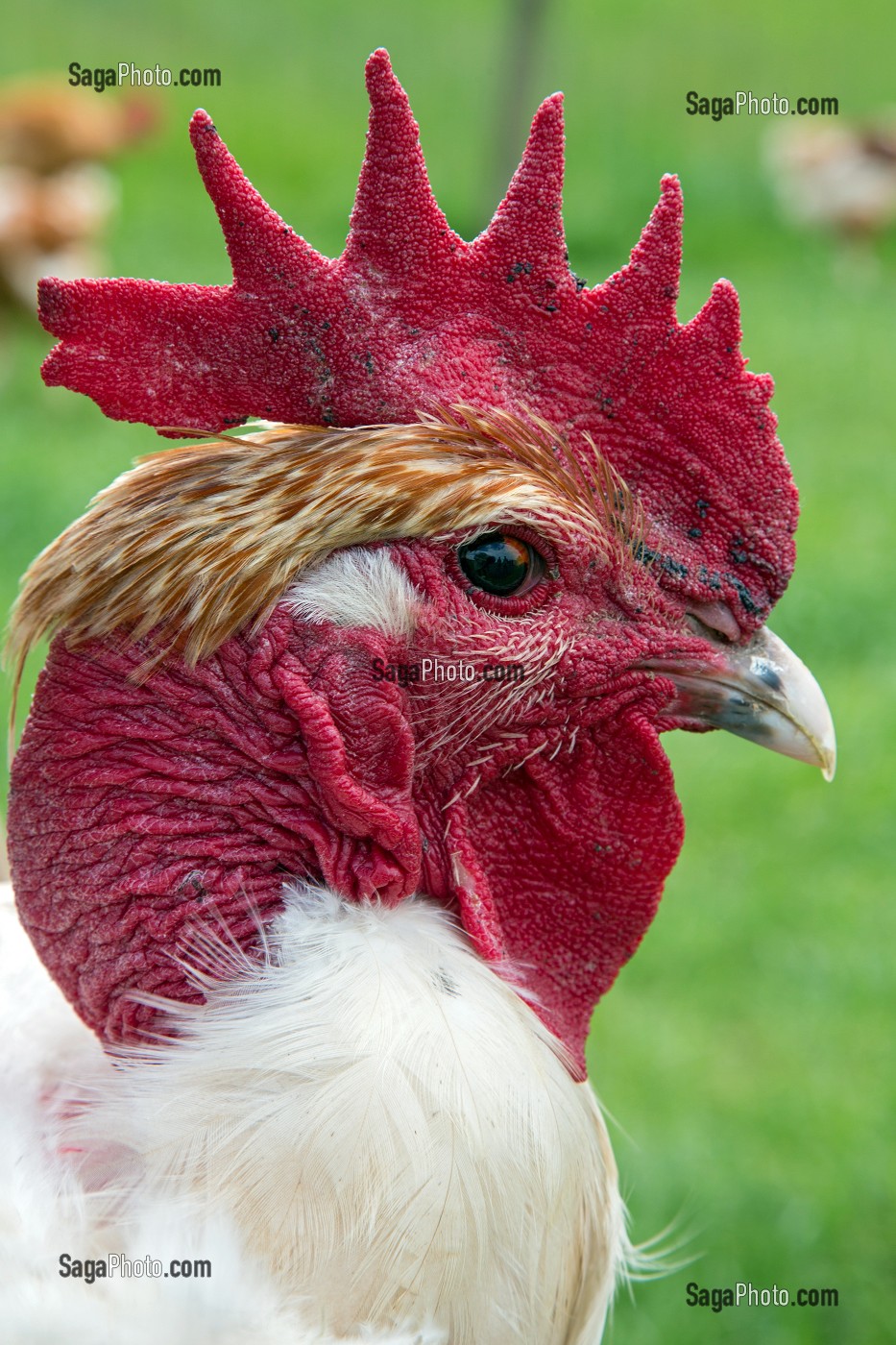 ELEVAGE DE POULETS EN PLEIN AIR DE DIDIER GRANDVILLAIN, PRODUITS DE TERROIR DE TERRES D'EURE-ET-LOIR, ORGERES-EN-BEAUCE (28), FRANCE 