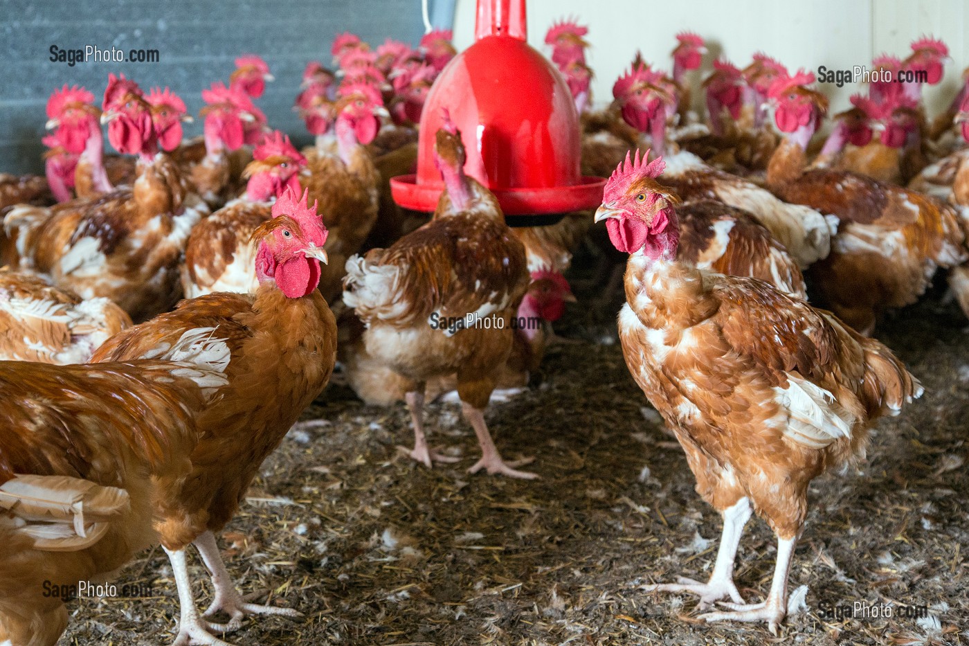 POULAILLER D'UN ELEVAGE DE POULETS EN PLEIN AIR DE DIDIER GRANDVILLAIN, PRODUITS DE TERROIR DE TERRES D'EURE-ET-LOIR, ORGERES-EN-BEAUCE (28), FRANCE 