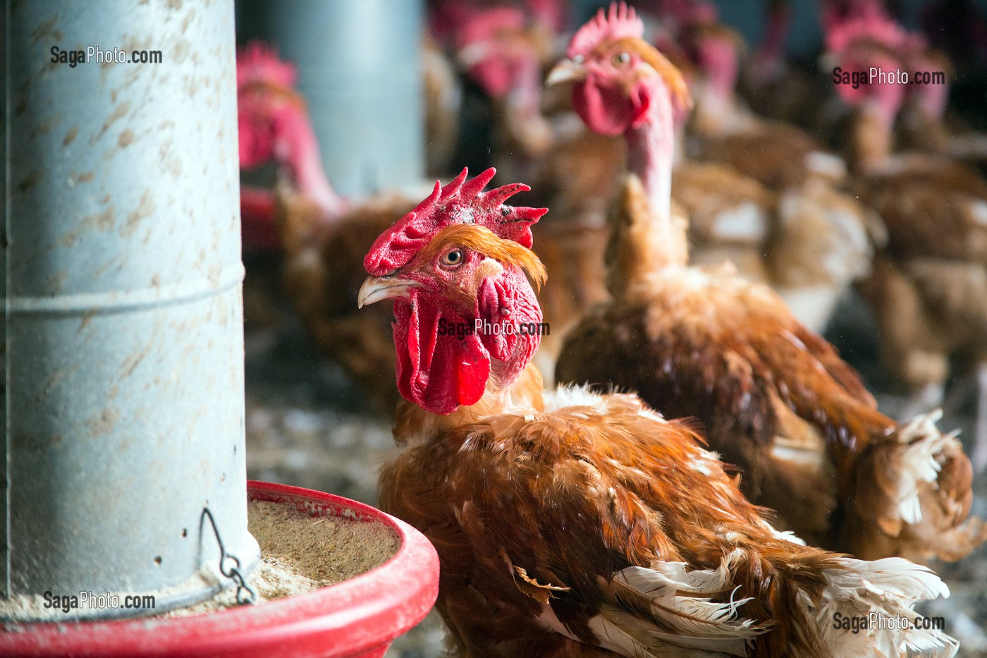 POULAILLER D'UN ELEVAGE DE POULETS EN PLEIN AIR DE DIDIER GRANDVILLAIN, PRODUITS DE TERROIR DE TERRES D'EURE-ET-LOIR, ORGERES-EN-BEAUCE (28), FRANCE 
