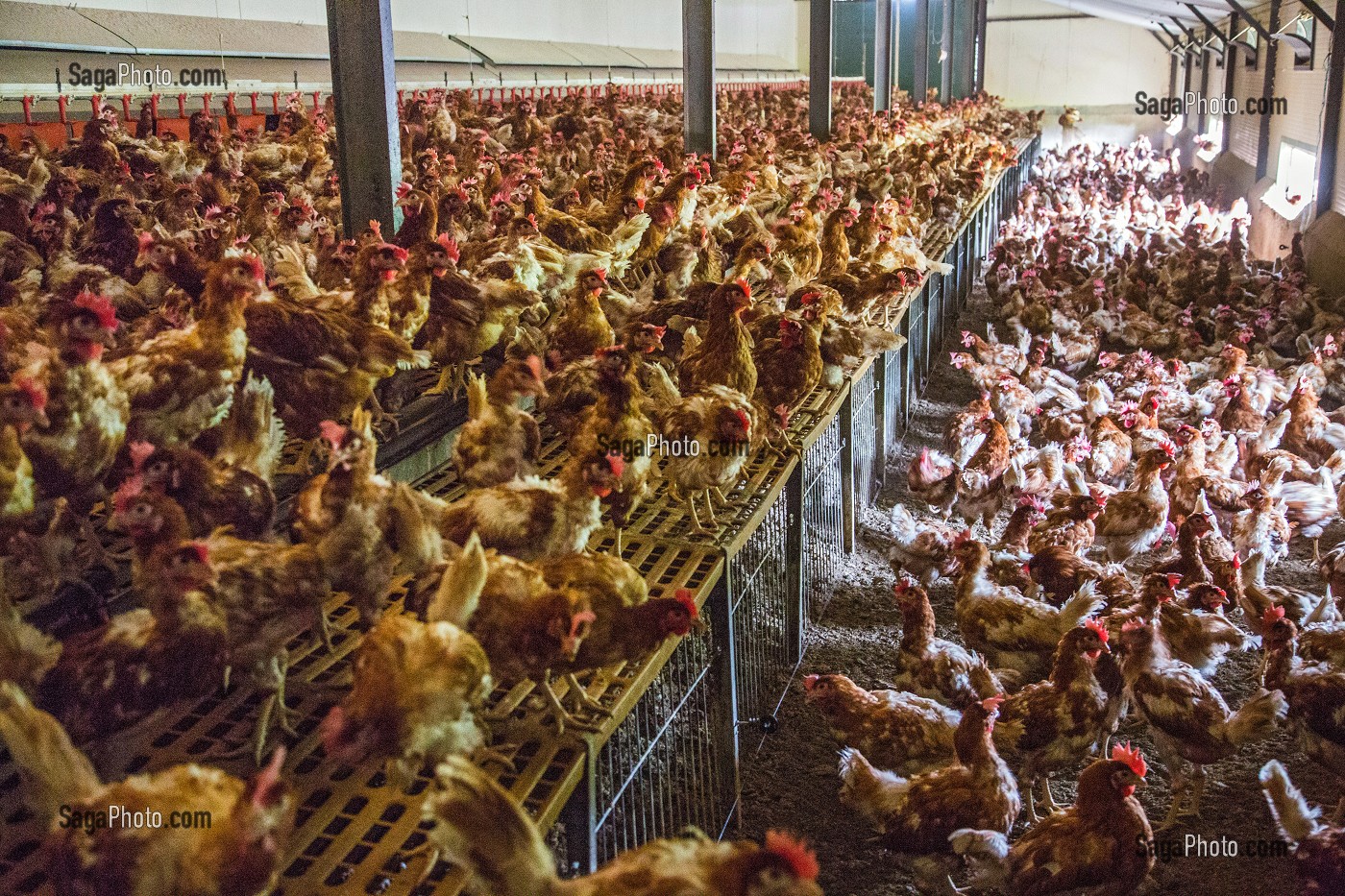 POULAILLER D'UN ELEVAGE DE POULES PONDEUSES D'OEUFS EN PLEIN AIR, PRODUCTEUR BRUNO DEBRAY, PRODUITS DE TERROIR DE TERRES D'EURE-ET-LOIR, LA CROIX DU PERCHE (28), FRANCE 