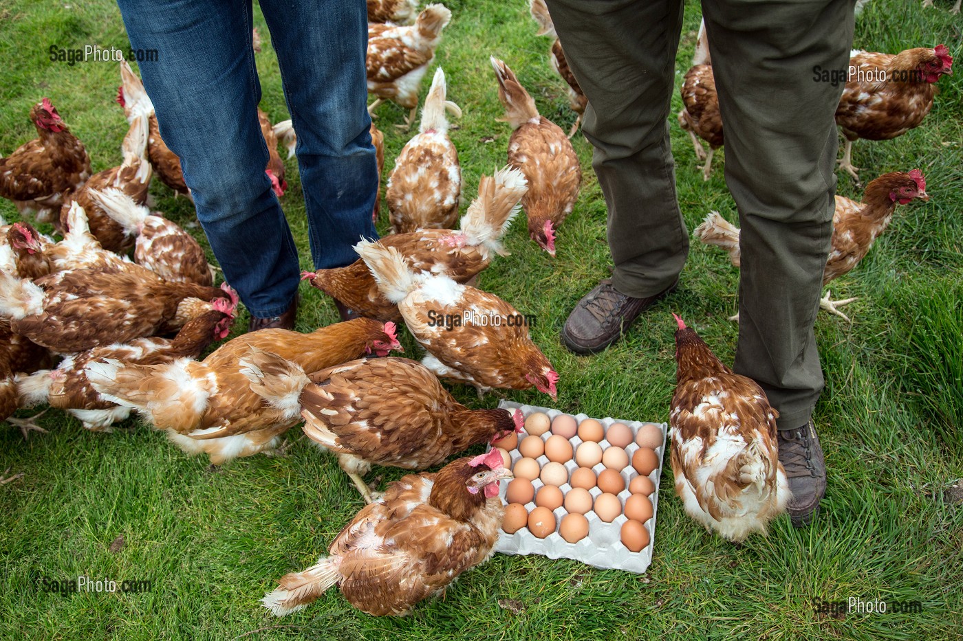 ELEVAGE DE POULES PONDEUSES D'OEUFS EN PLEIN AIR, PRODUCTEUR BRUNO DEBRAY, PRODUITS DE TERROIR DE TERRES D'EURE-ET-LOIR, LA CROIX DU PERCHE (28), FRANCE 
