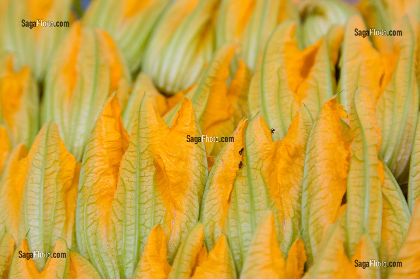 FLEURS DE COURGETTES, MARCHE AUX LEGUMES COUVERT DE CHARTRES (28), FRANCE 