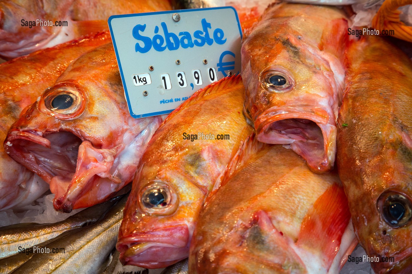 DORADES SEBASTES (POISSON ROUGE DE ROCHE)  SUR L'ETALAGE DU POISSONNIER, MARCHE AUX LEGUMES COUVERT DE CHARTRES (28), FRANCE 