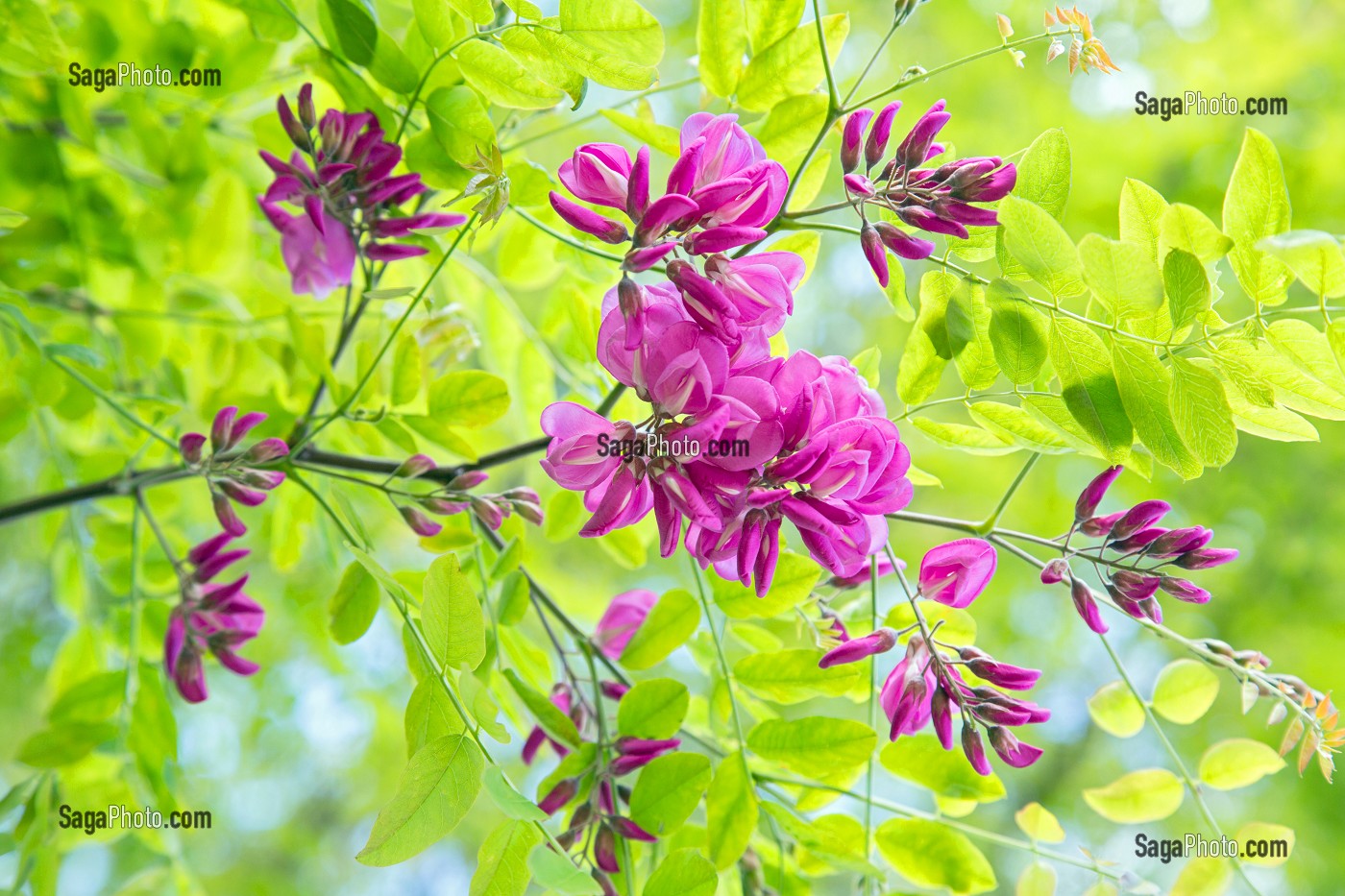 FLEURS D'ACACIA, VIRGINIE BOUCHARD, PRODUCTRICE DE FLEURS COMESTIBLES, PRODUITS DE TERROIR DE TERRES D'EURE-ET-LOIR, TREMBLAY-LES VILLAGES (28), FRANCE 