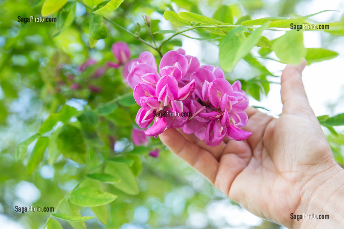FLEURS D'ACACIA, VIRGINIE BOUCHARD, PRODUCTRICE DE FLEURS COMESTIBLES, PRODUITS DE TERROIR DE TERRES D'EURE-ET-LOIR, TREMBLAY-LES VILLAGES (28), FRANCE 