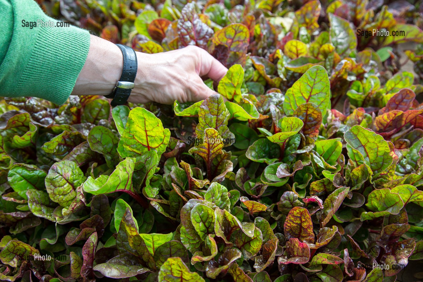 LE RED CHAUD (FEUILLES DE BETTERAVE), SALADE DE VIRGINIE BOUCHARD, PRODUCTRICE DE FLEURS COMESTIBLES, PRODUITS DE TERROIR DE TERRES D'EURE-ET-LOIR, TREMBLAY-LES VILLAGES (28), FRANCE 