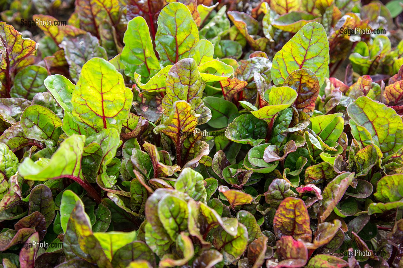 LE RED CHAUD (FEUILLES DE BETTERAVE), SALADE DE VIRGINIE BOUCHARD, PRODUCTRICE DE FLEURS COMESTIBLES ET SALADES, PRODUITS DE TERROIR DE TERRES D'EURE-ET-LOIR, TREMBLAY-LES VILLAGES (28), FRANCE 