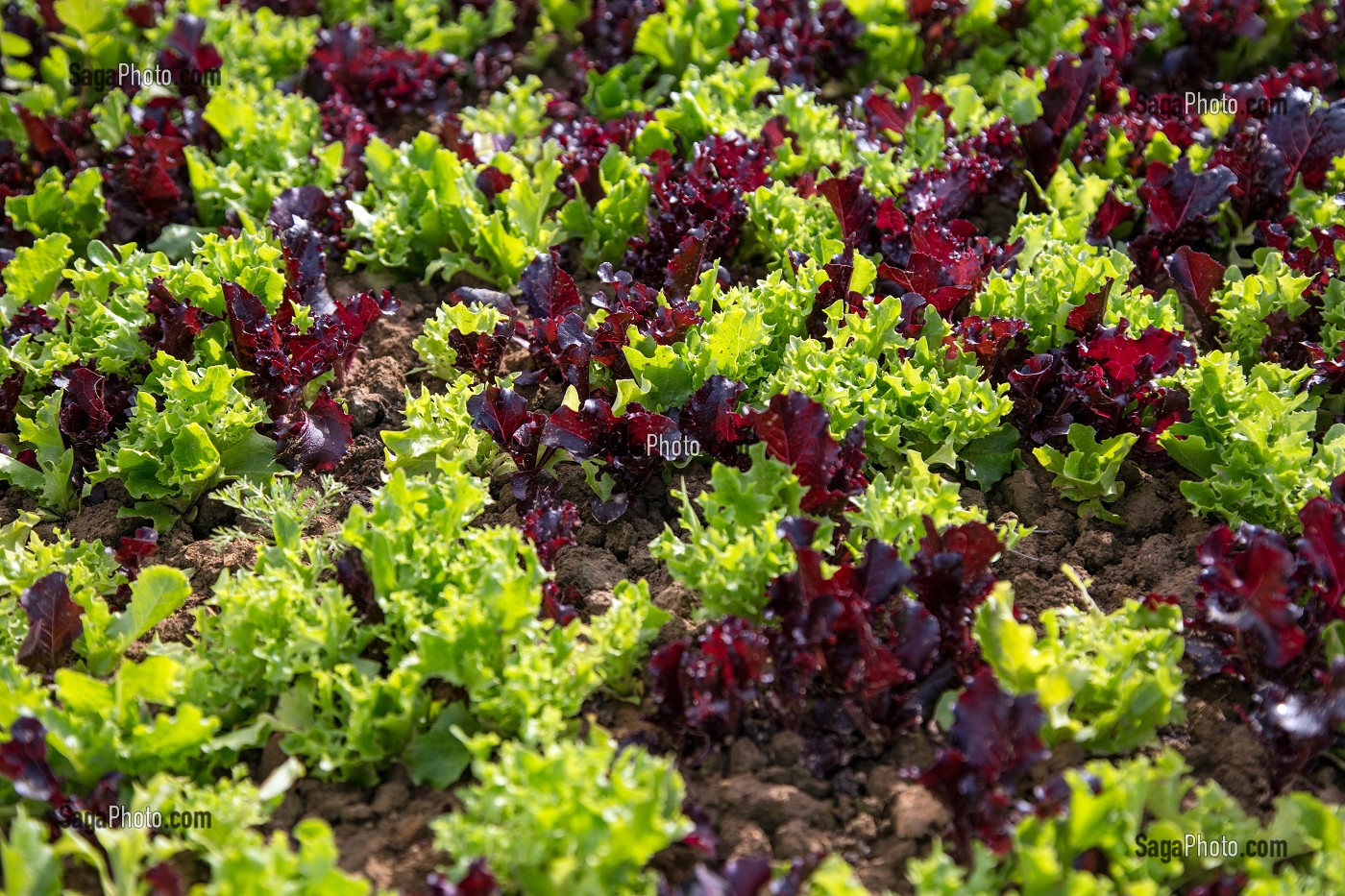 LE MESCLUN SALADE DE VIRGINIE BOUCHARD, PRODUCTRICE DE FLEURS COMESTIBLES ET SALADES, PRODUITS DE TERROIR DE TERRES D'EURE-ET-LOIR, TREMBLAY-LES VILLAGES (28), FRANCE 