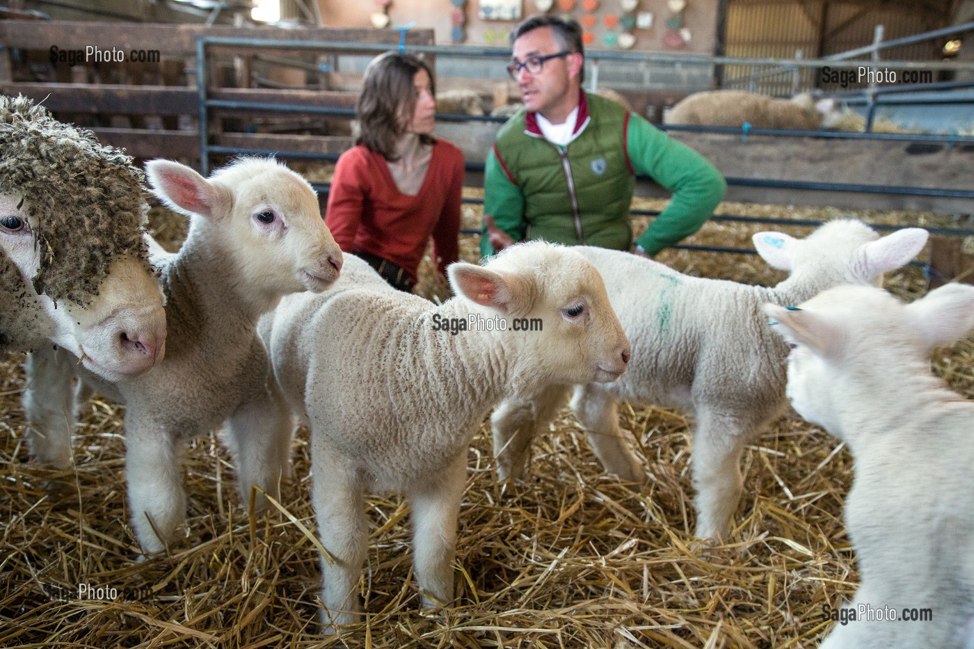 LAURENT CLEMENT, CHEF ETOILE DU COURS GABRIEL ET VIRGINIE HERBEAUX, ELEVEUR DE MOUTONS ET D'AGNEAUX, PRODUITS DE TERROIR DE TERRES D'EURE-ET-LOIR, SAINT-ARNOULT-DES-BOIS (28), FRANCE 