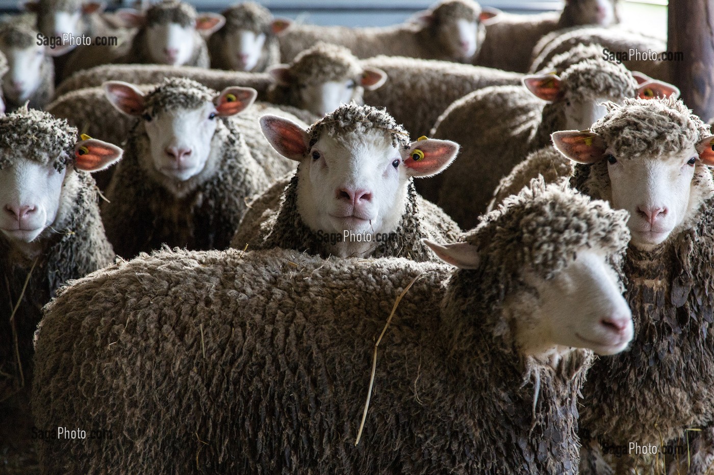 LES BREBIS DU TROUPEAU DE MOUTONS DE VIRGINIE HERBEAUX, PRODUITS DE TERROIR DE TERRES D'EURE-ET-LOIR, SAINT-ARNOULT-DES-BOIS (28), FRANCE 