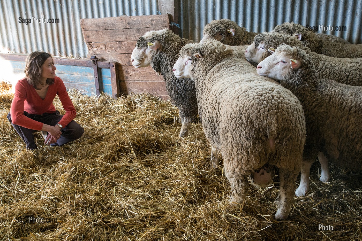 VIRGINIE HERBEAUX, ELEVEUR DE MOUTONS ET D'AGNEAUX, PRODUITS DE TERROIR DE TERRES D'EURE-ET-LOIR, SAINT-ARNOULT-DES-BOIS (28), FRANCE 