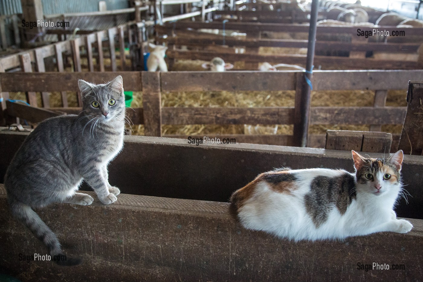 LES CHATS DANS LA BERGERIE DE VIRGINIE HERBEAUX, ELEVEUR DE MOUTONS ET D'AGNEAUX, PRODUITS DE TERROIR DE TERRES D'EURE-ET-LOIR, SAINT-ARNOULT-DES-BOIS (28), FRANCE 