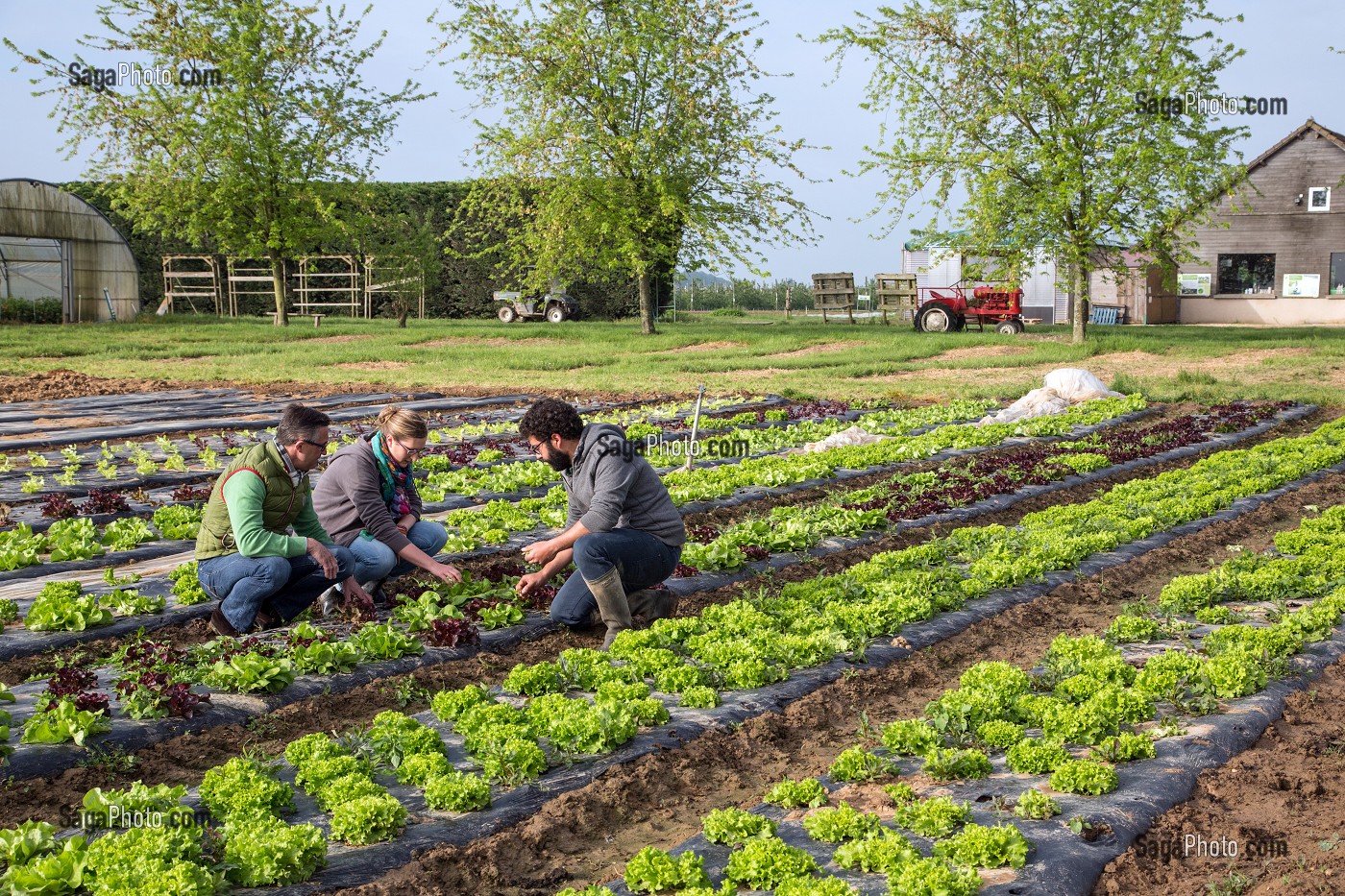 LAURENT CLEMENT, CHEF ETOILE DU COURS GABRIEL, AVEC JULIE DUBOIS ET REMI YASSINE, CUEILLETTE 'CHAPEAU DE PAILLE' DE FRUITS ET LEGUMES DE SERESVILLE (SALADES), PRODUITS DE TERROIR DE TERRES D'EURE-ET-LOIR, MAINVILLIERS (28), FRANCE 