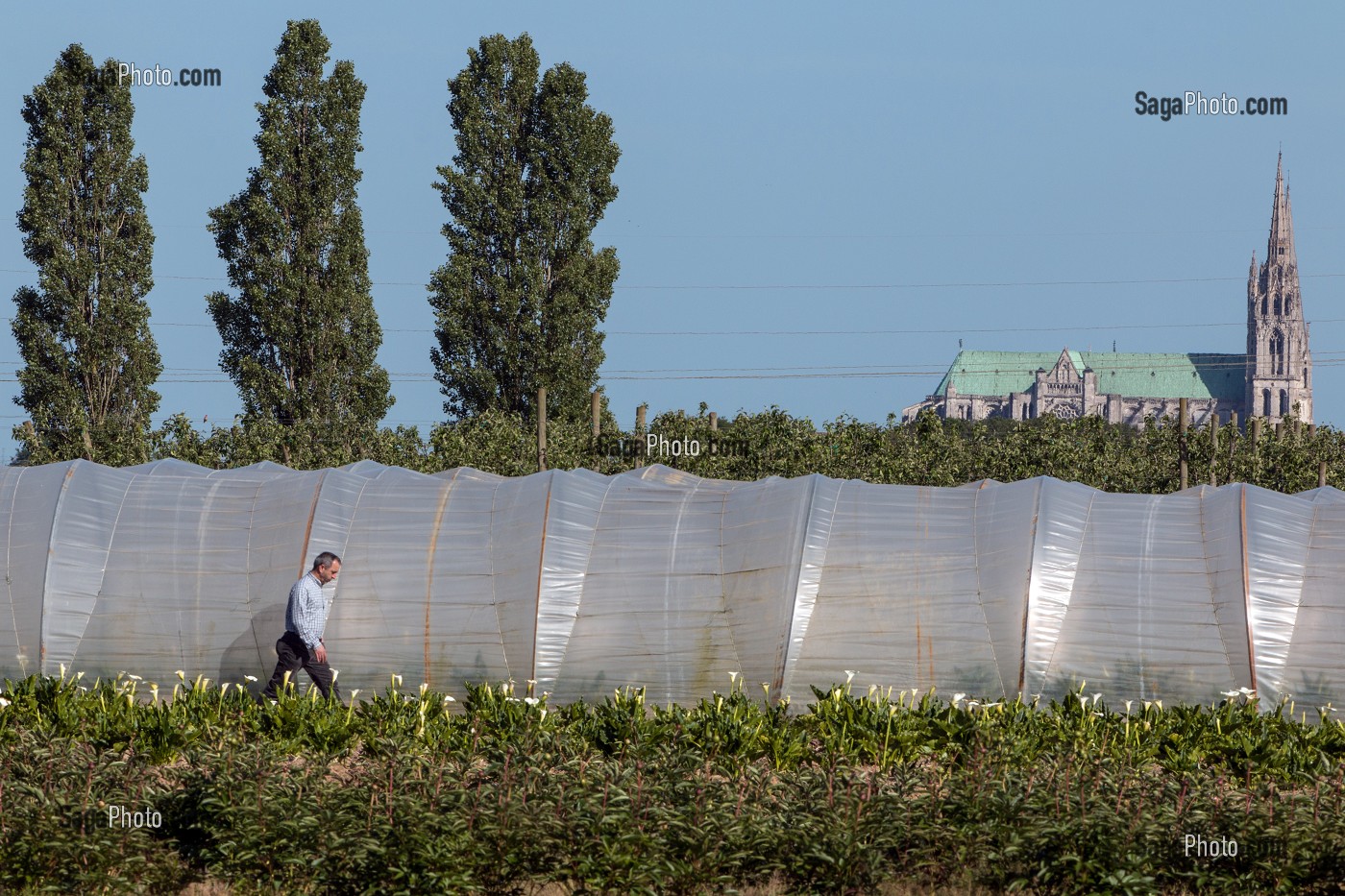 LES SERRES DE LA CUEILLETTE 'CHAPEAU DE PAILLE' DE FRUITS ET LEGUMES DE SERESVILLE DEVANT LA CATHEDRALE DE CHARTRES, PRODUITS DE TERROIR DE TERRES D'EURE-ET-LOIR, MAINVILLIERS (28), FRANCE 