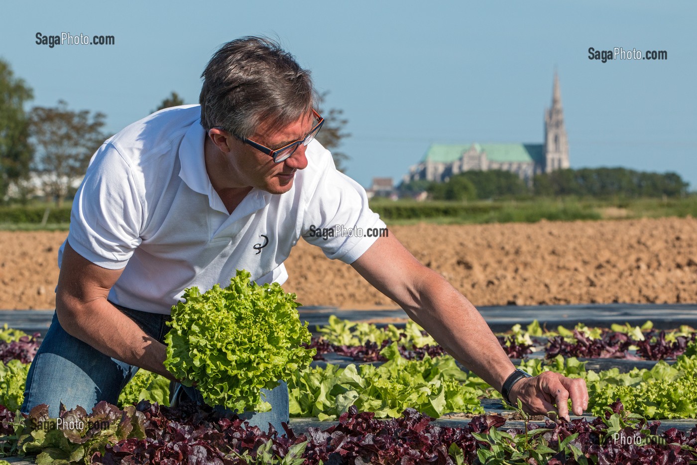 LAURENT CLEMENT, CHEF ETOILE DU COURS GABRIEL, CUEILLETTE 'CHAPEAU DE PAILLE' DE FRUITS ET LEGUMES DE SERESVILLE (SALADES), PRODUITS DE TERROIR DE TERRES D'EURE-ET-LOIR, MAINVILLIERS (28), FRANCE 