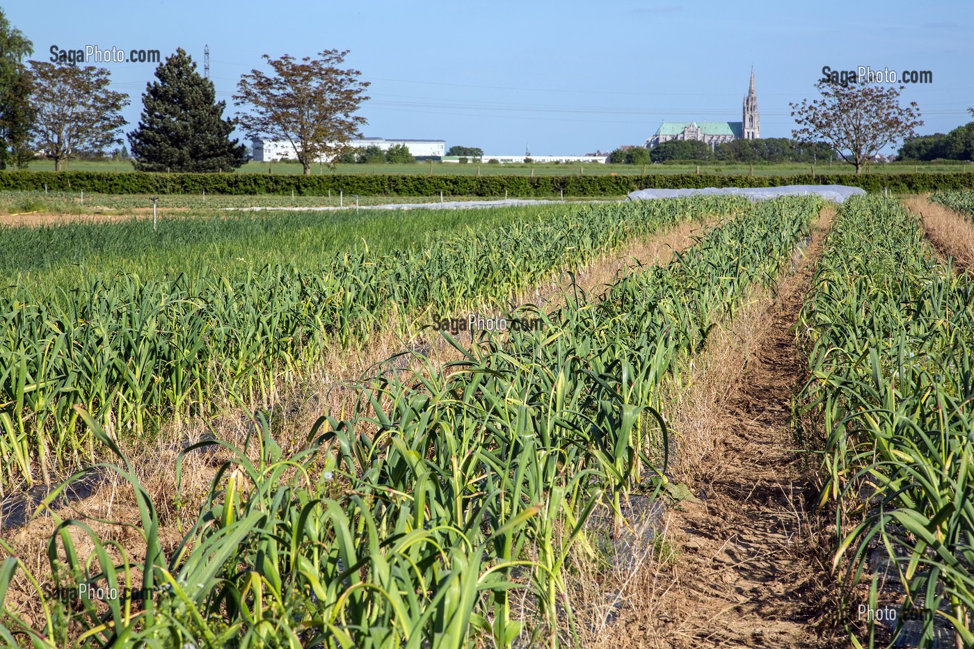 PLANTATION D'AILS DE LA CUEILLETTE 'CHAPEAU DE PAILLE' DE FRUITS ET LEGUMES DE SERESVILLE DEVANT LA CATHEDRALE DE CHARTRES, PRODUITS DE TERROIR DE TERRES D'EURE-ET-LOIR, MAINVILLIERS (28), FRANCE 