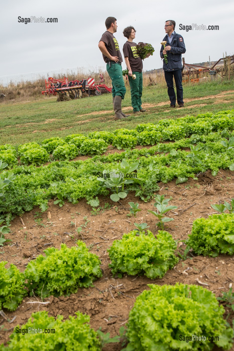 LAURENT CLEMENT, CHEF DE L'HOTEL RESTAURANT LE GRAND MONARQUE, EN COMPAGNIE DES MARAICHERS ALEXANDRE ET AUDE MORNAS, SUR LEUR EXPLOITATION MARAICHERE BIOLOGIQUE AUX PETITS LEGUMES, BERCHERES-LES-PIERRES, EURE-ET-LOIR (28), FRANCE 
