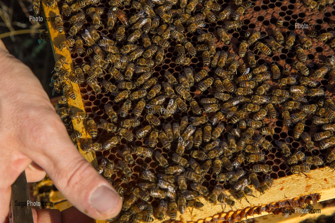 LES ABEILLES SUR UN CADRE JEAN-FRANCOIS BILLARD, APICULTEUR, PRODUCTEUR DU MIEL DE CHARTRES, EURE-ET-LOIR (28), FRANCE 