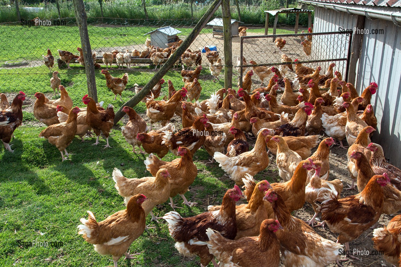 LES POULES DE VILLEDIEU JOEL, ELEVEURS DE VOLAILLES A LA FERME EN PLEIN AIR, BIENVENUE A LA FERME, PRODUITS DE TERROIR DE TERRES D'EURE-ET-LOIR, SAUMERAY (28), FRANCE 