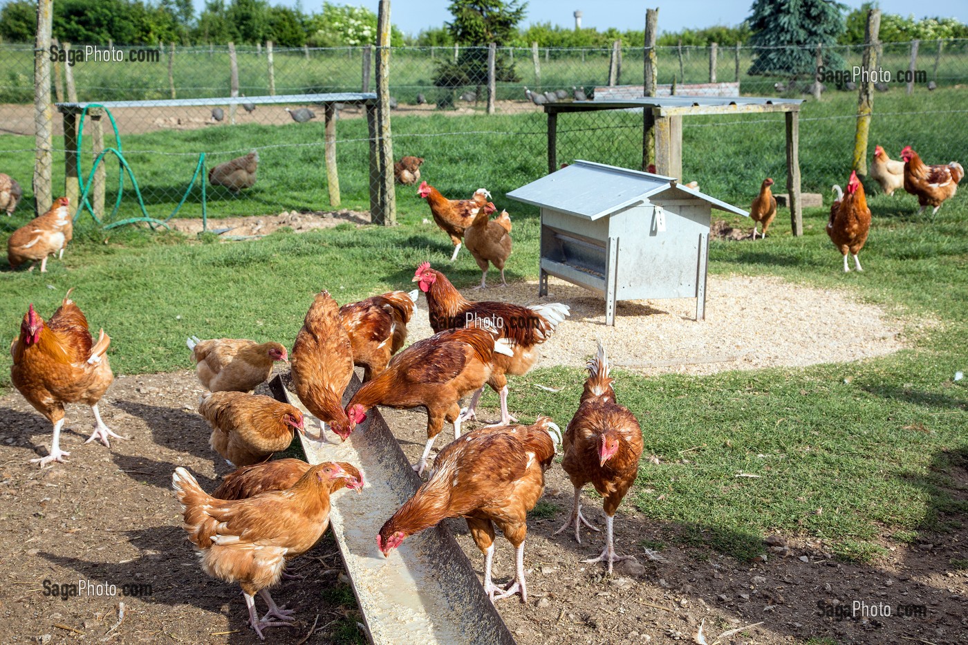 LES POULES DE VILLEDIEU JOEL, ELEVEURS DE VOLAILLES A LA FERME EN PLEIN AIR, BIENVENUE A LA FERME, PRODUITS DE TERROIR DE TERRES D'EURE-ET-LOIR, SAUMERAY (28), FRANCE 