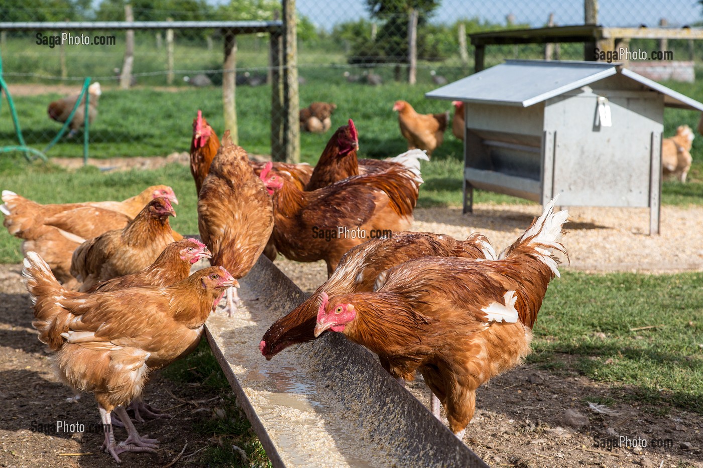 LES POULES DE VILLEDIEU JOEL, ELEVEURS DE VOLAILLES A LA FERME EN PLEIN AIR, BIENVENUE A LA FERME, PRODUITS DE TERROIR DE TERRES D'EURE-ET-LOIR, SAUMERAY (28), FRANCE 