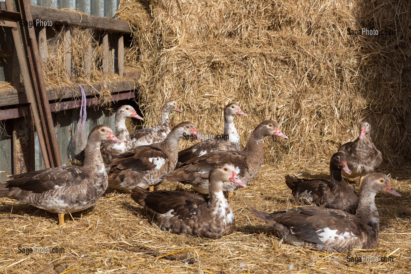 LES CANARDS DE VILLEDIEU JOEL, ELEVEURS DE VOLAILLES A LA FERME EN PLEIN AIR, BIENVENUE A LA FERME, PRODUITS DE TERROIR DE TERRES D'EURE-ET-LOIR, SAUMERAY (28), FRANCE 