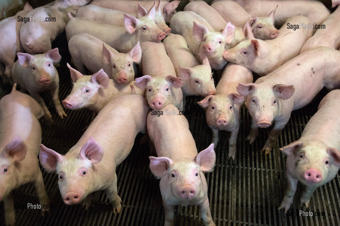 ELEVAGE DE PORCS DE GILLES CHALLIER, PRODUITS DE TERROIR DE TERRES D'EURE-ET-LOIR, AUTHON-DU-PERCHE (28), FRANCE 