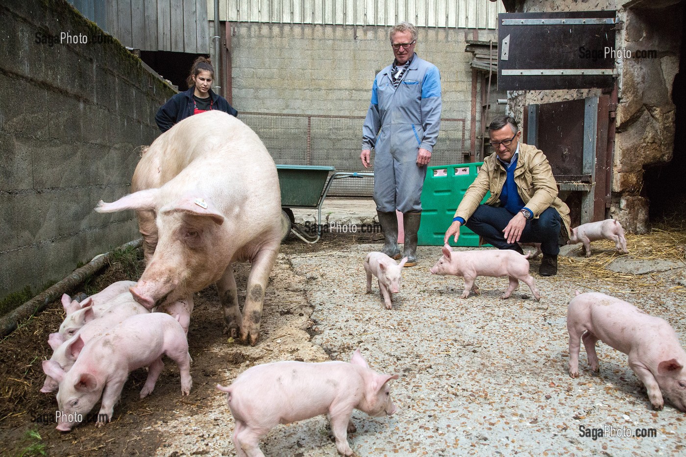 LA TRUIE AVEC SES PORCELETS A LA FERME, LAURENT CLEMENT, CHEF ETOILE DU COURS GABRIEL ET GILLES CHALLIER, ELEVEUR DE PORCS, PRODUITS DE TERROIR DE TERRES D'EURE-ET-LOIR, AUTHON-DU-PERCHE (28), FRANCE 