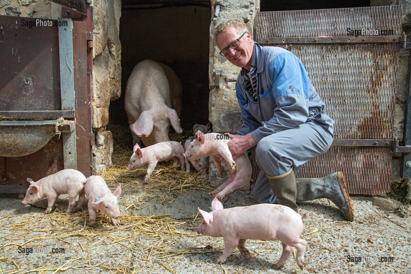 LA TRUIE AVEC SES PORCELETS A LA FERME DE GILLES CHALLIER, ELEVEURS DE PORCS, PRODUITS DE TERROIR DE TERRES D'EURE-ET-LOIR, AUTHON-DU-PERCHE (28), FRANCE 
