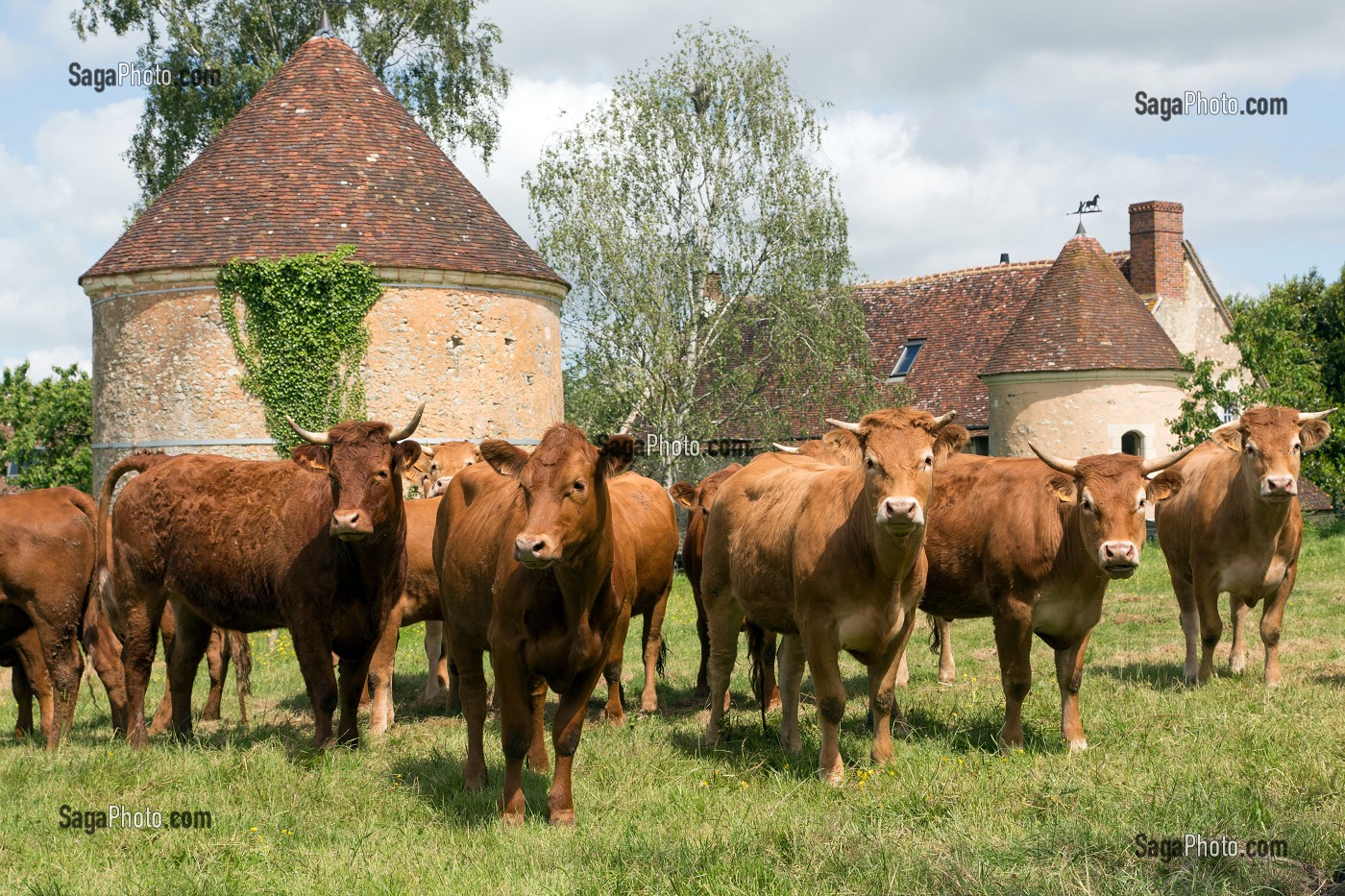 ELEVAGE DE BOEUF ET VACHES LIM-ANGUS ET LIMOUSINE, PRODUITS DE TERROIR, LES ETILLEUX (28), FRANCE 