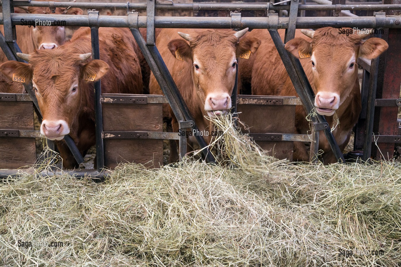 ELEVAGE DE VEAUX, BOEUF ET VACHES LIM-ANGUS ET LIMOUSINE DE  JEAN-EDOUARD JEAUNEAU, PRODUITS DE TERROIR, LES ETILLEUX (28), FRANCE 