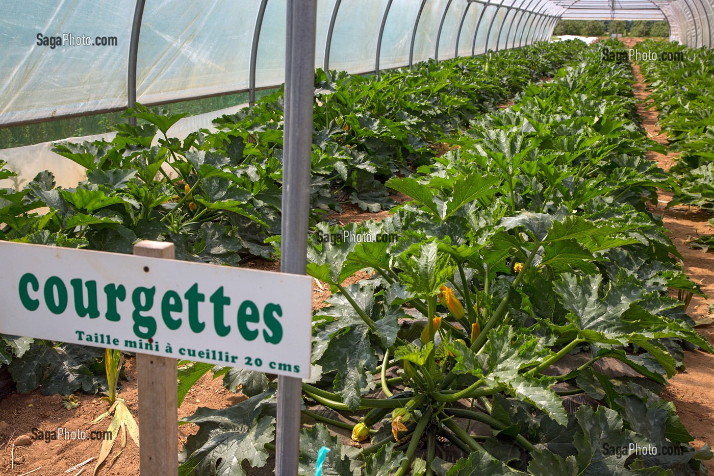 SERRE DE COURGETTES DE LA  CUEILLETTE DE FRUITS ET LEGUMES SALADES EN PLEIN AIR, PRODUITS DE TERROIR DE TERRES D'EURE-ET-LOIR, LES JARDINS D’IMBERMAIS, EURE-ET-LOIR (28), FRANCE 