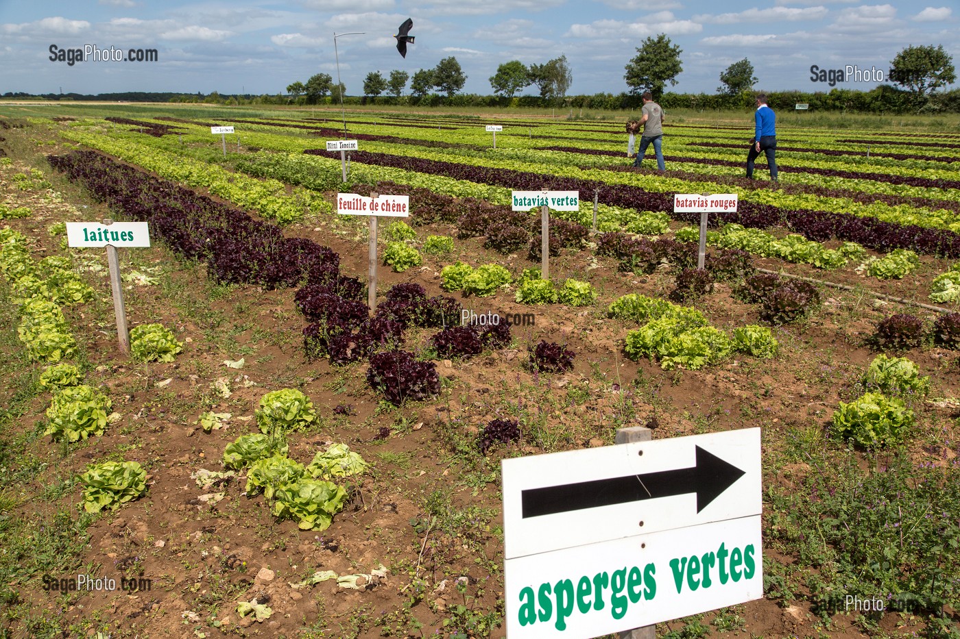 CHAMP DE SALADES ET ASPERGES VERTES, CUEILLETTE DE FRUITS ET LEGUMES SALADES EN PLEIN AIR, PRODUITS DE TERROIR DE TERRES D'EURE-ET-LOIR, LES JARDINS D’IMBERMAIS, EURE-ET-LOIR (28), FRANCE 