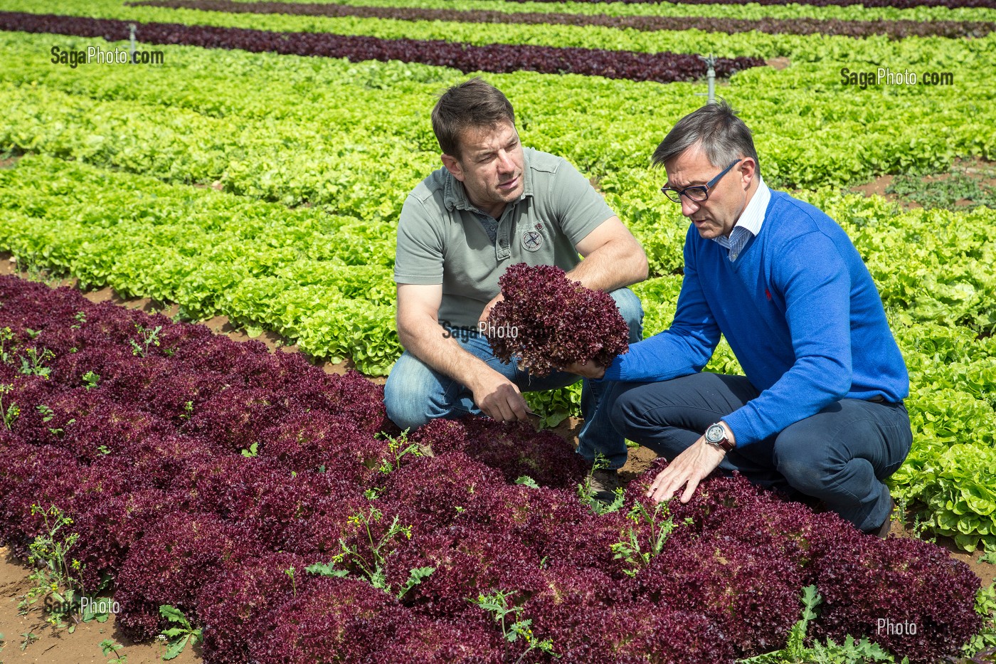 LAURENT CLEMENT, CHEF ETOILE DU COURS GABRIEL ET JEAN-LUC GAUTIER, CUEILLETTE DE FRUITS ET LEGUMES SALADES EN PLEIN AIR), PRODUITS DE TERROIR DE TERRES D'EURE-ET-LOIR, LES JARDINS D’IMBERMAIS, EURE-ET-LOIR (28), FRANCE 