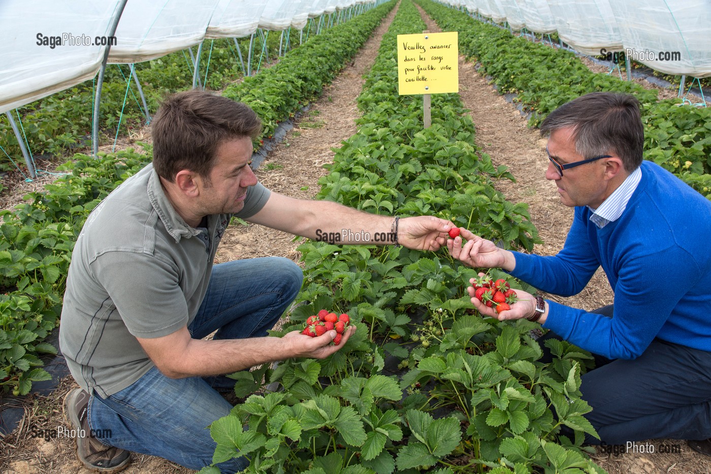 LAURENT CLEMENT, CHEF ETOILE DU COURS GABRIEL ET JEAN-LUC GAUTIER, CUEILLETTE DE FRUITS ET LEGUMES (FRAISES SOUS SERRE), PRODUITS DE TERROIR DE TERRES D'EURE-ET-LOIR, LES JARDINS D’IMBERMAIS, EURE-ET-LOIR (28), FRANCE 