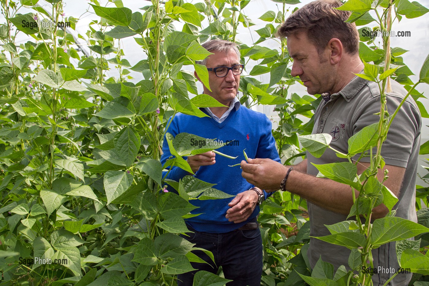 LAURENT CLEMENT, CHEF ETOILE DU COURS GABRIEL ET JEAN-LUC GAUTIER, CUEILLETTE DE FRUITS ET LEGUMES, PRODUITS DE TERROIR DE TERRES D'EURE-ET-LOIR, LES JARDINS D’IMBERMAIS, EURE-ET-LOIR (28), FRANCE 