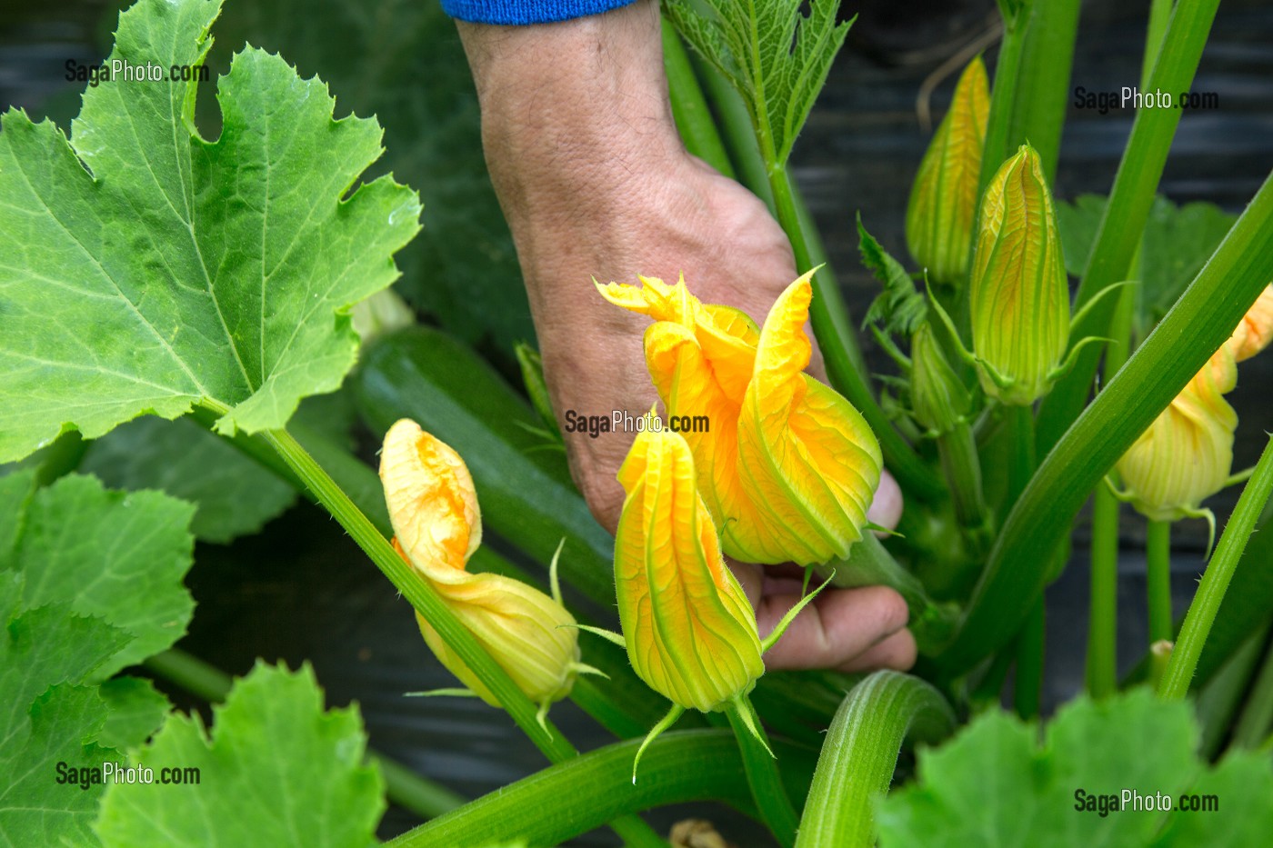 CUEILLETTE DE FRUITS ET LEGUMES (FLEURS DE COURGETTES), PRODUITS DE TERROIR DE TERRES D'EURE-ET-LOIR, LES JARDINS D’IMBERMAIS, EURE-ET-LOIR (28), FRANCE 