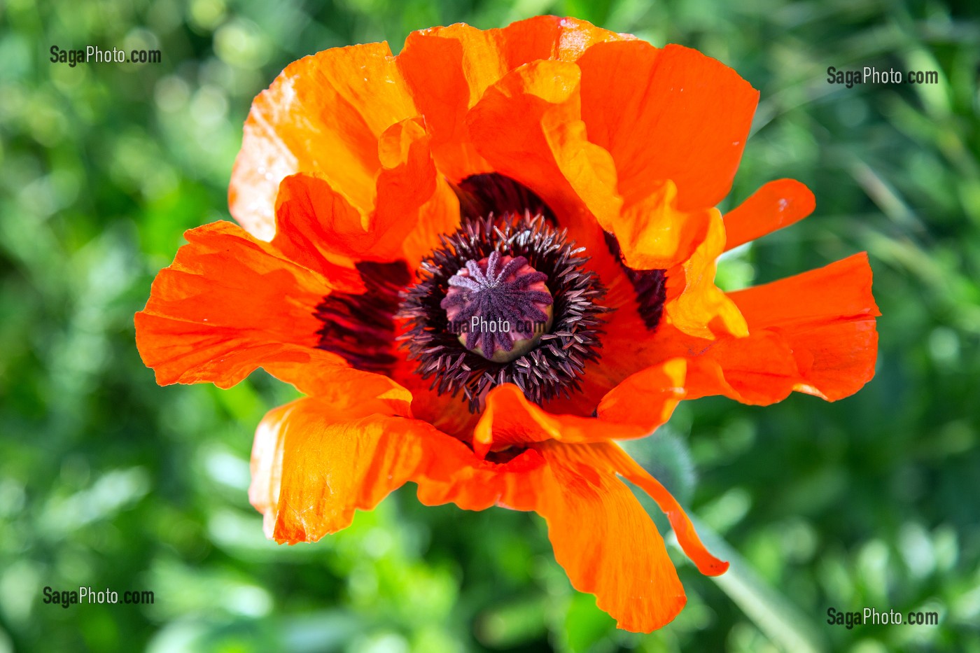 FLEUR DE COQUELICOT 