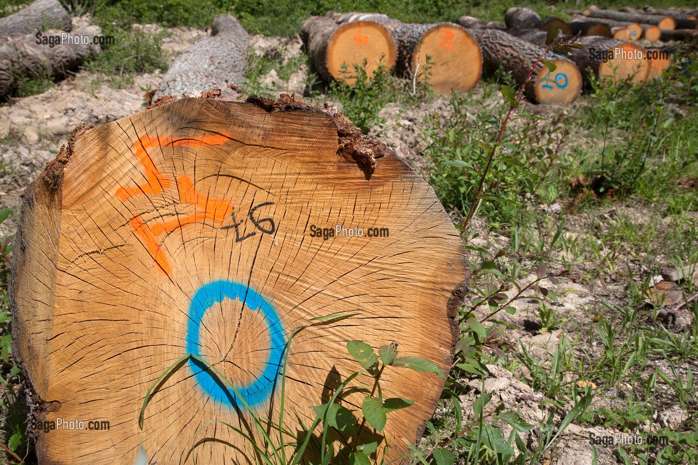 GRUMES MARQUEES EN SORTIE DE FORET SENONCHES POUR LE TRANSPORT, SENONCHES (28), FRANCE 