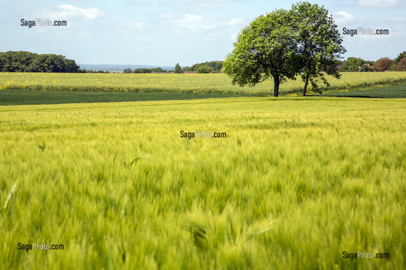 CHAMPS DE BLE, SAINT-ARNOULT-DES-BOIS (28), FRANCE 