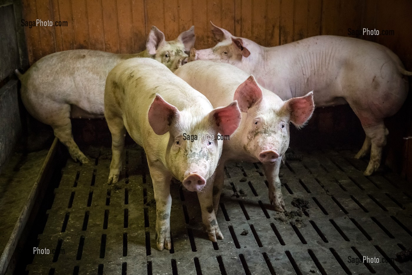 JEUNES COCHONS, ELEVAGE DE PORCS EN BATTERIE, EURE-ET-LOIR (28), FRANCE 